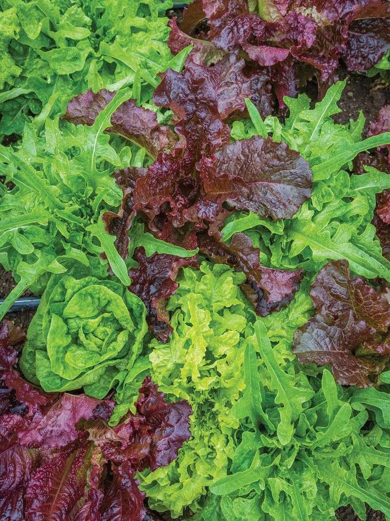 Choosing Heat-Resistant Varieties