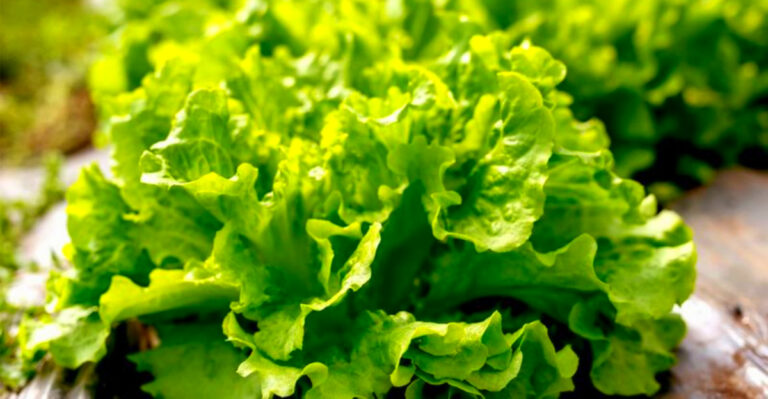 Growing Lettuce Year-Round in Arizona’s Heat