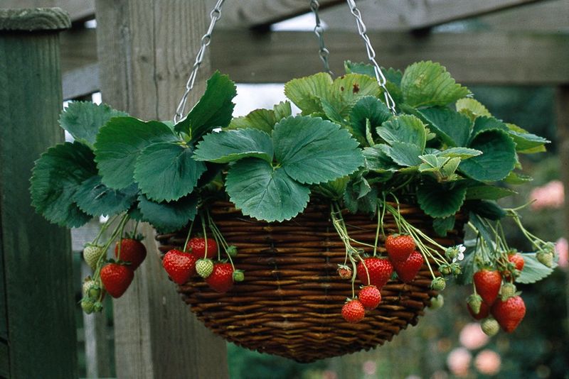 Sweet Strawberries - Edible Landscape