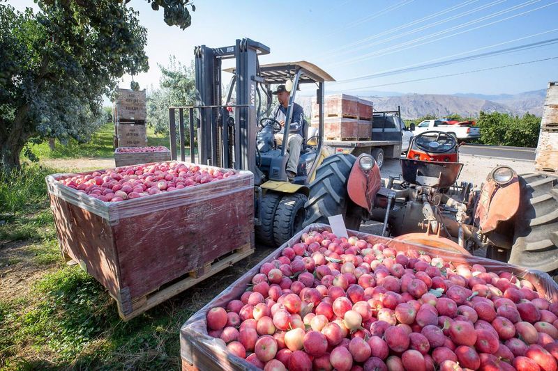 Post-Harvest Handling