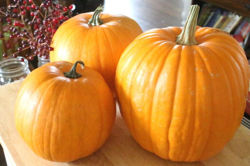 Storing and Preserving Pumpkins