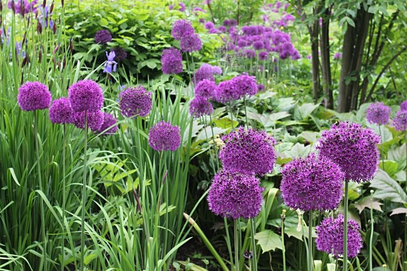 Allium