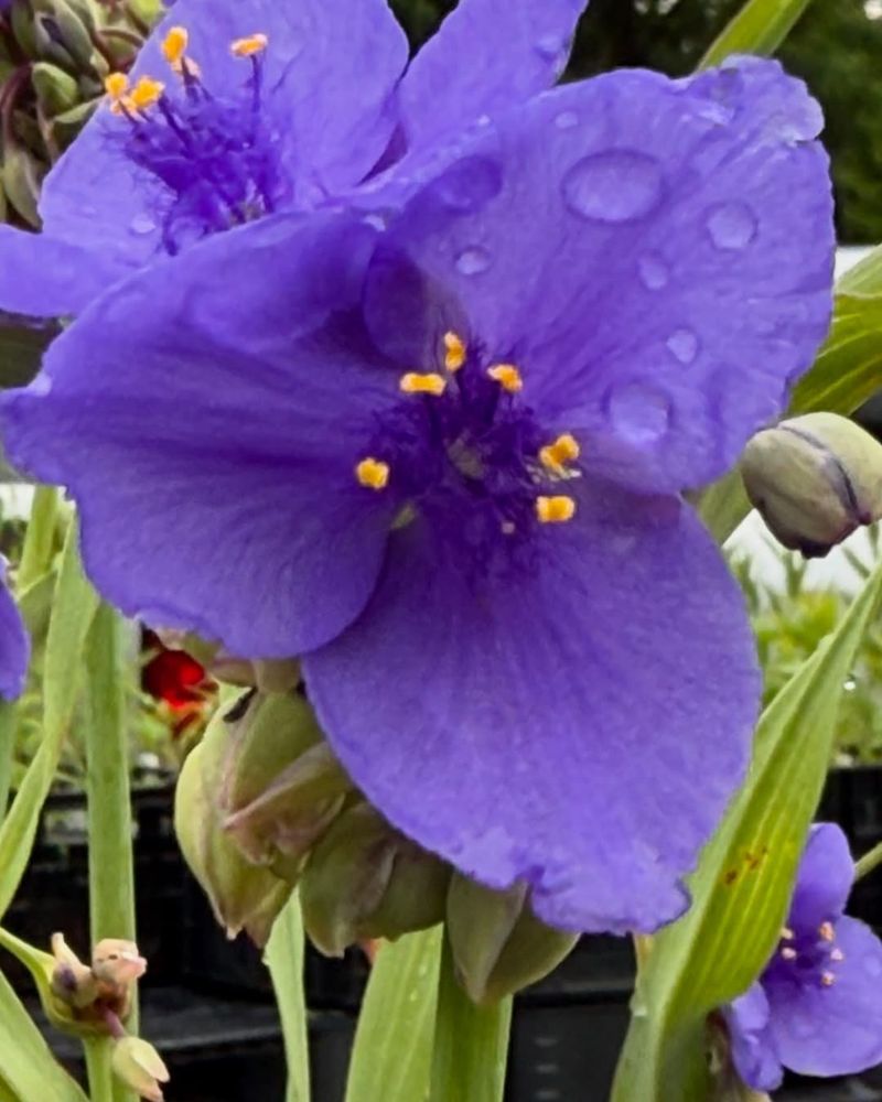 Spiderwort: Native Beauty with Morning Magic