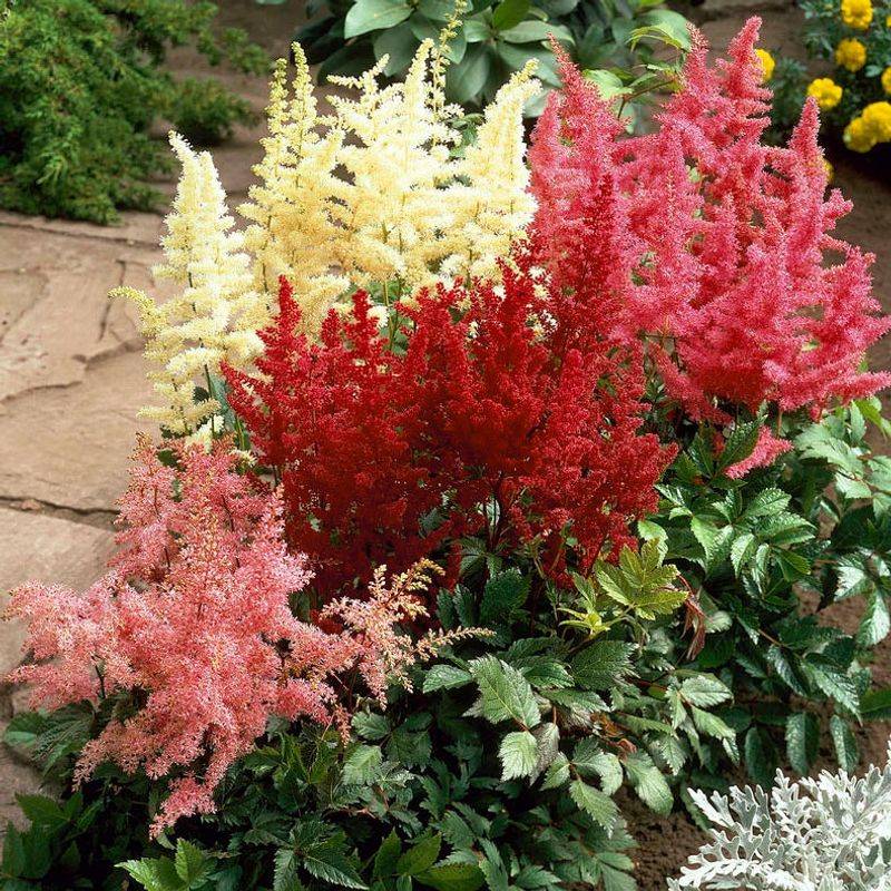 Astilbe (False Spirea)