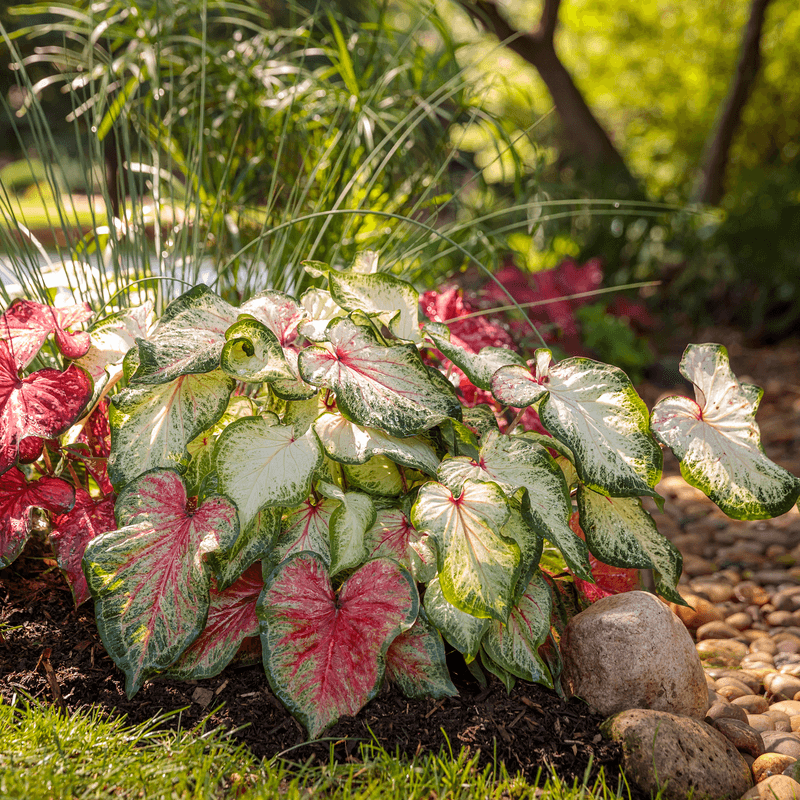 Caladium: Tropical Drama for Temperate Gardens