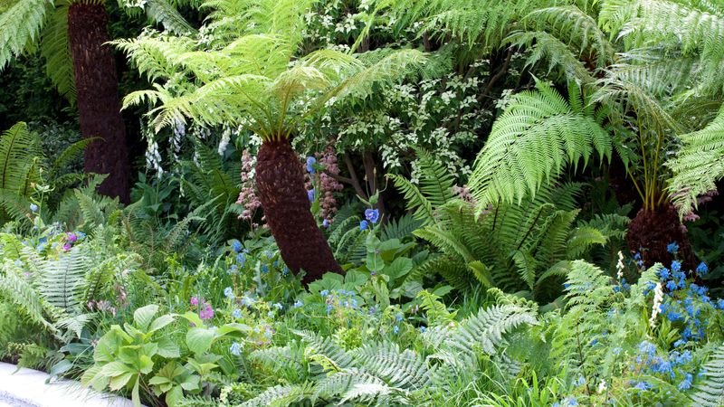 Ferns - Ancient Elegance for Modern Tropical Gardens