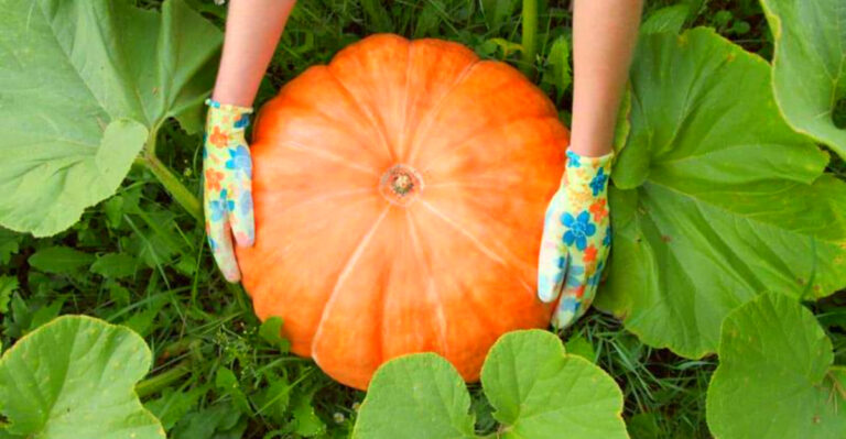 How to Grow Pumpkins in Indiana: Step-by-Step Tips for Fall 2025