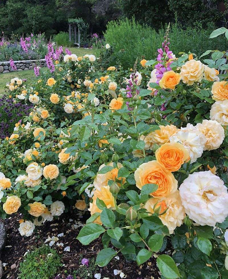 Selecting the Right Variety