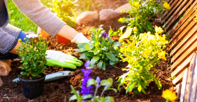 How to Start a Flower Garden in Illinois