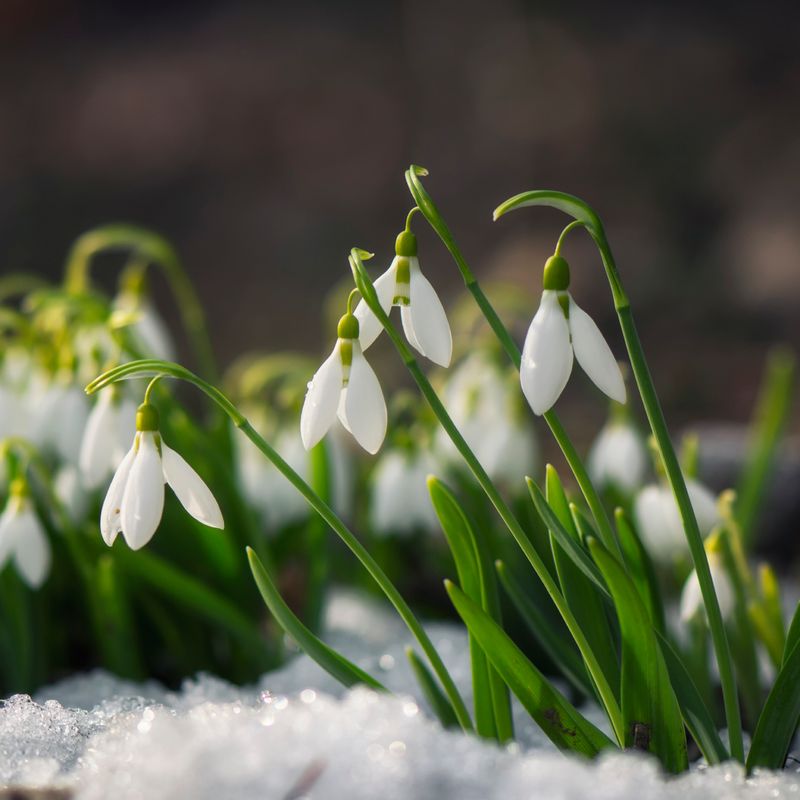 Snowdrop