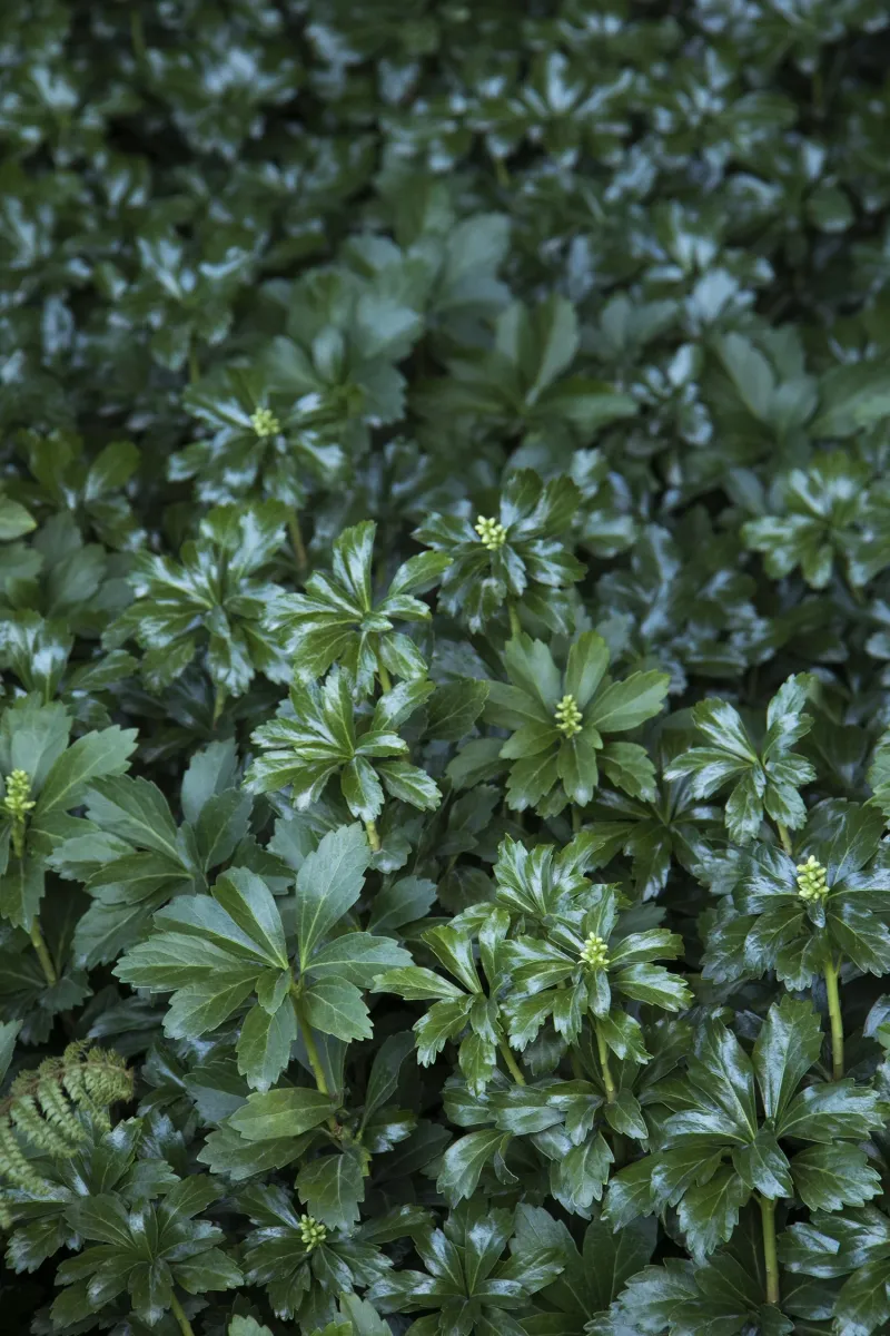 Pachysandra: The Ultimate Shade Survivor