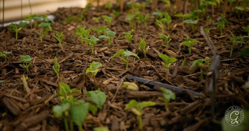 Soil Preparation for Heat Tolerance