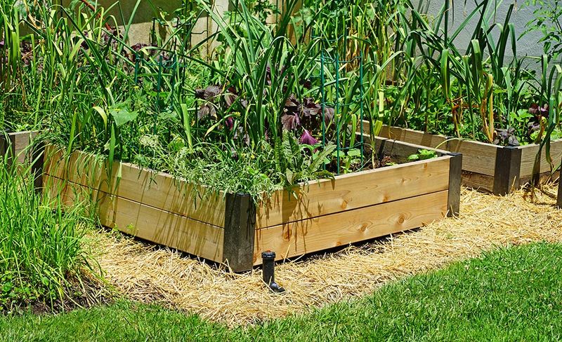 Maintaining Your Raised Beds