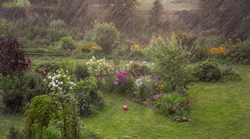 Choosing Plant Varieties for Rain