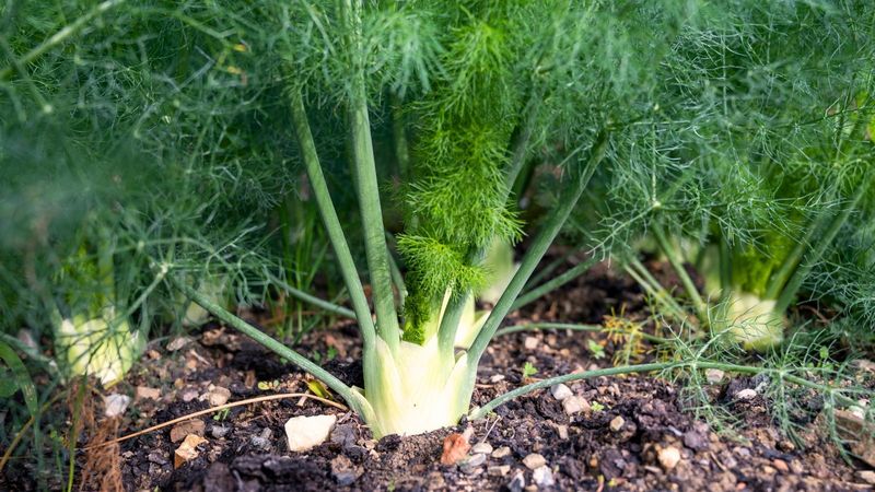 Fennel