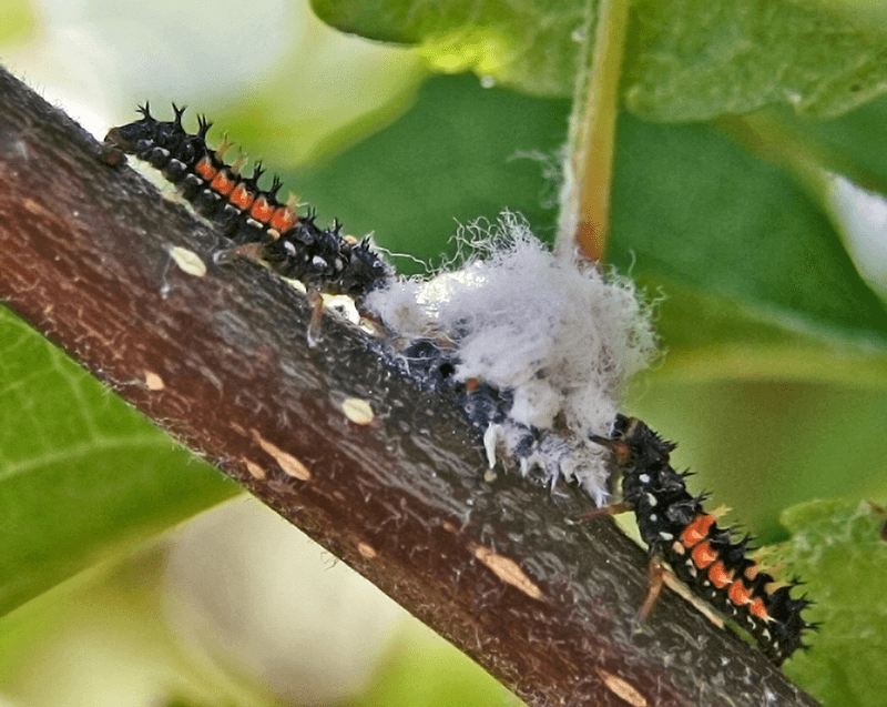 Pest and Disease Control