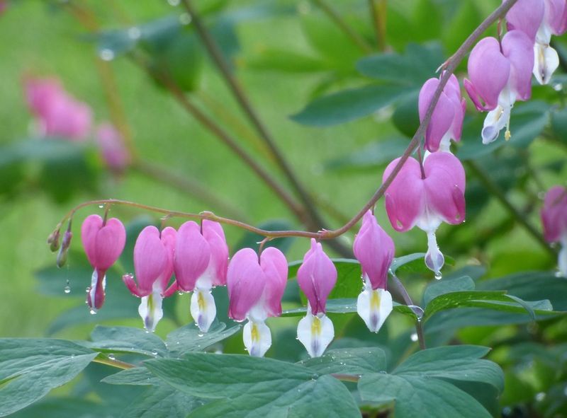 Bleeding Heart