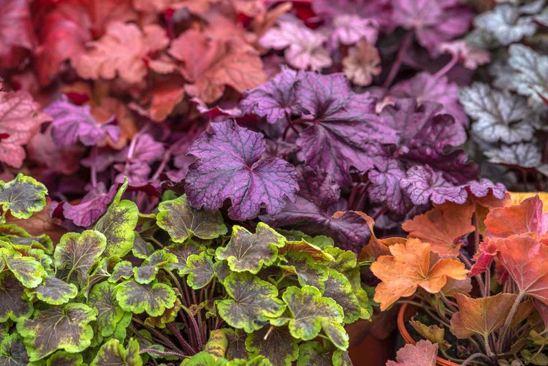 Heuchera: Nature's Stained Glass Windows