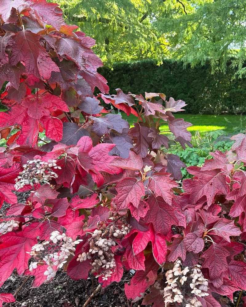 Oakleaf Hydrangea - Native Wonder with Tropical Attitude