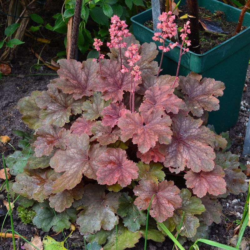 Coral Bells (Heuchera)