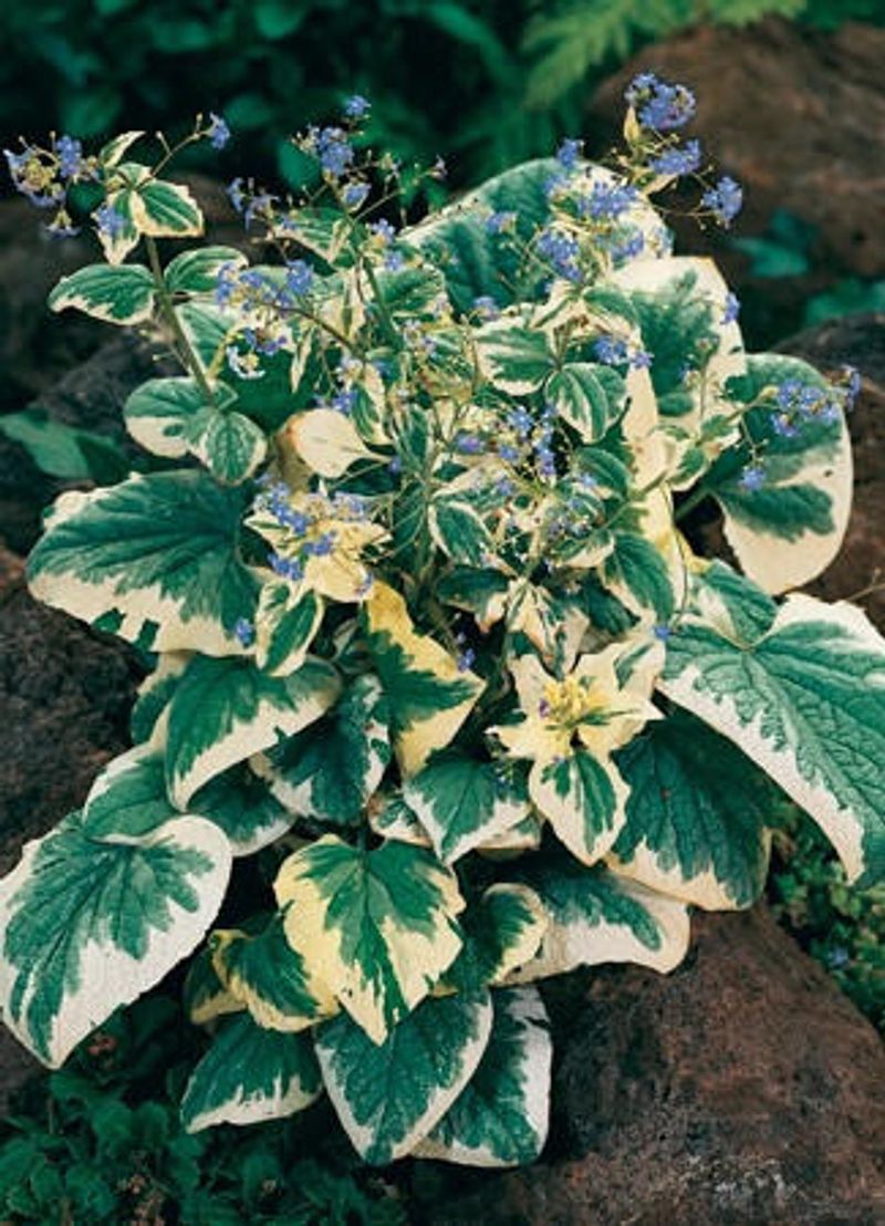 Brunnera: Forget-Me-Not's Sophisticated Cousin