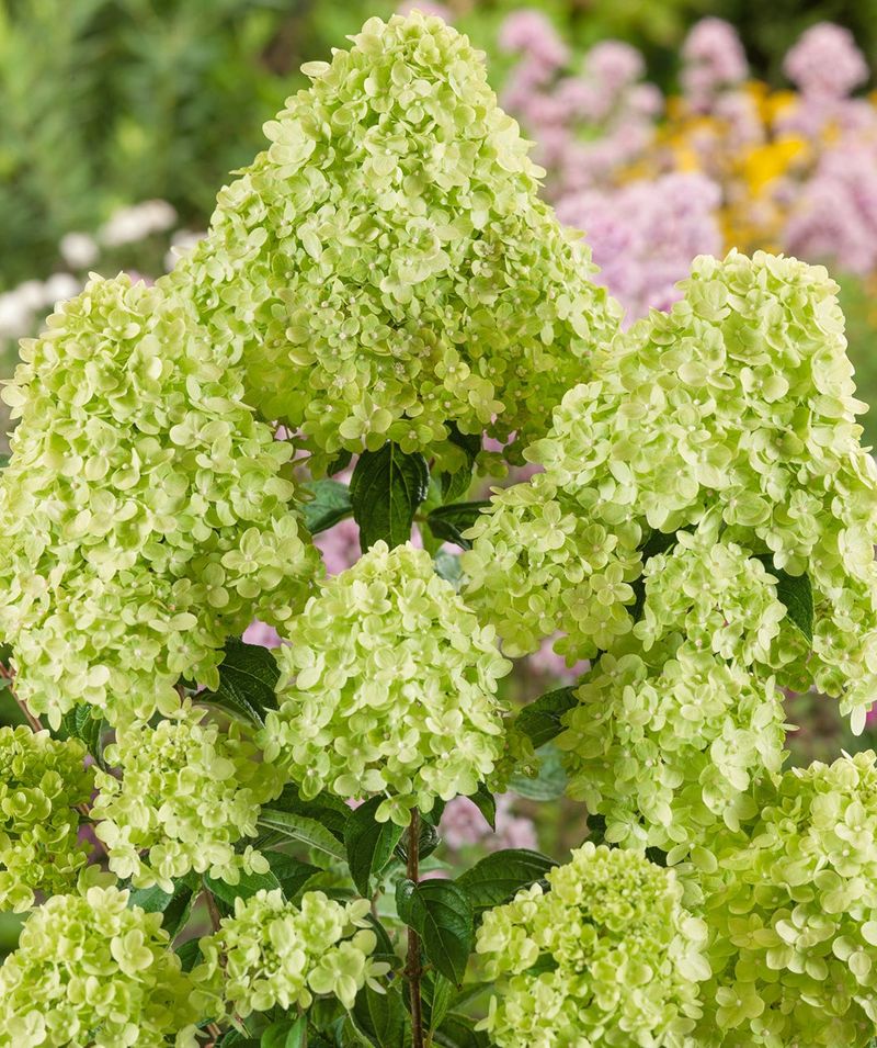 Little Lime Hydrangea