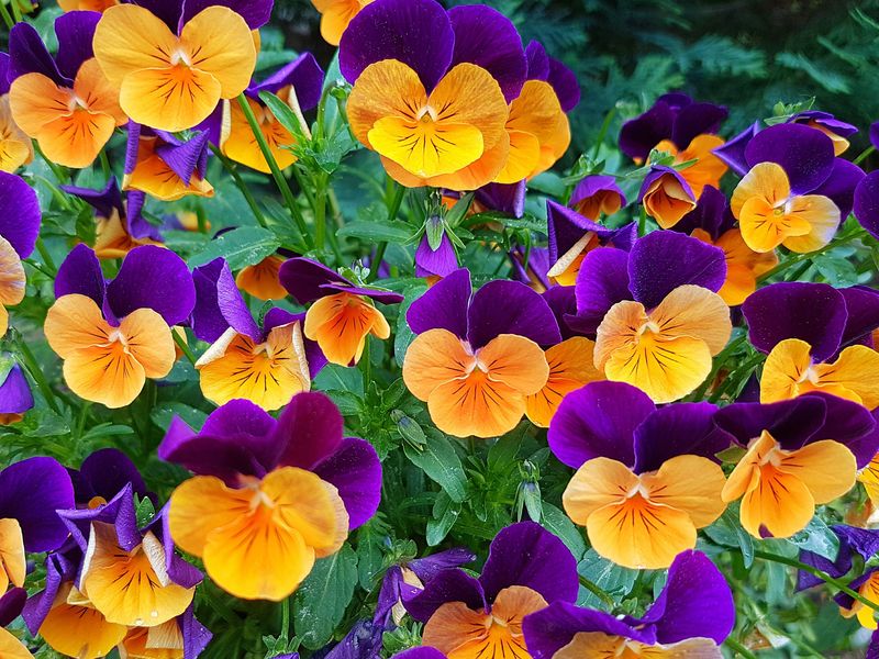Cool-Weather Pansies