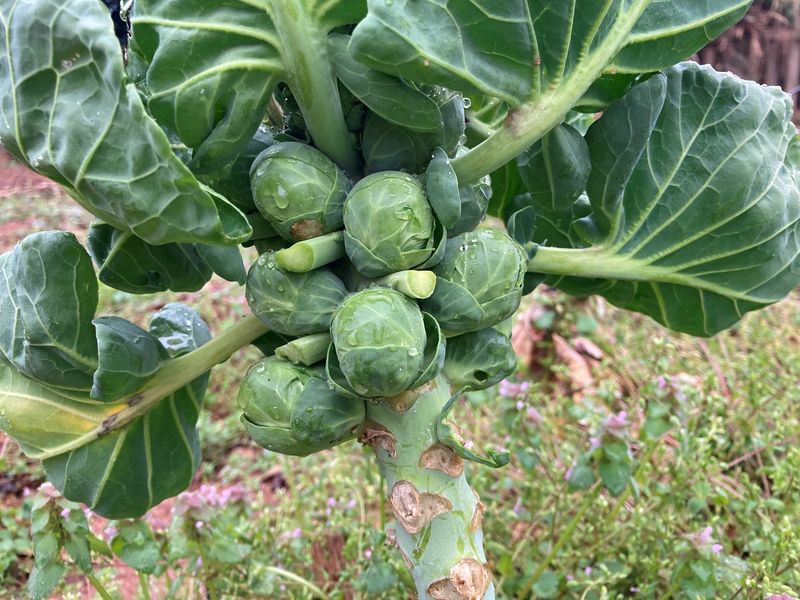 Brussels Sprouts