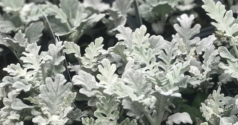 Dusty Miller
