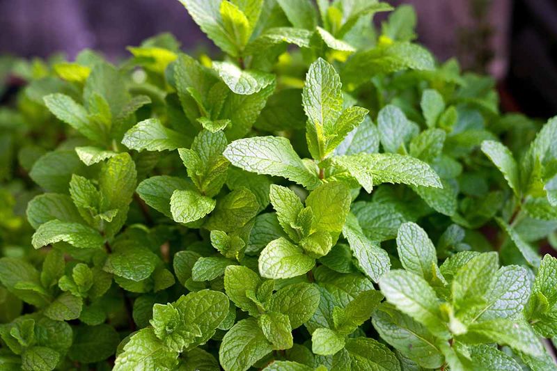 Wild Mint - Cool Refreshment from Creek Beds