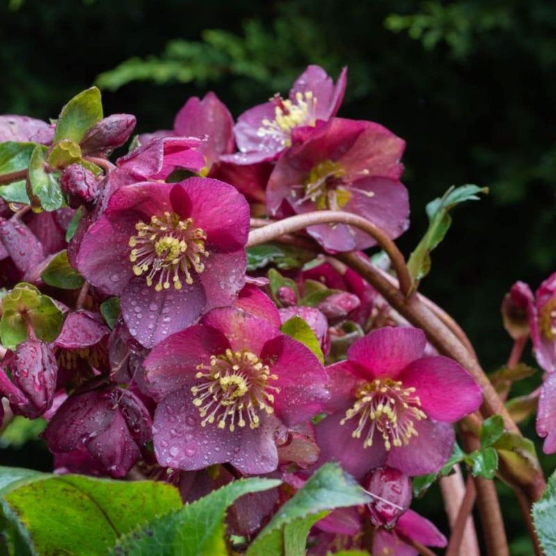 Hellebore