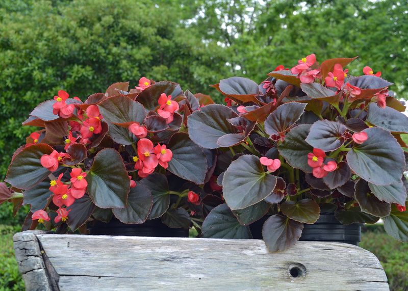 Begonia: Continuous Blooms in Challenging Spots