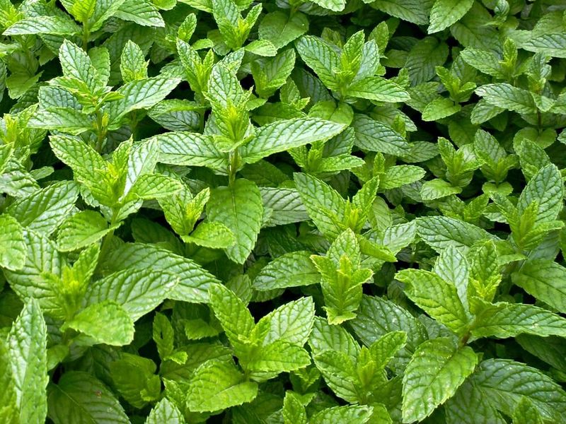Peppermint - Cool Relief from Hot Pests