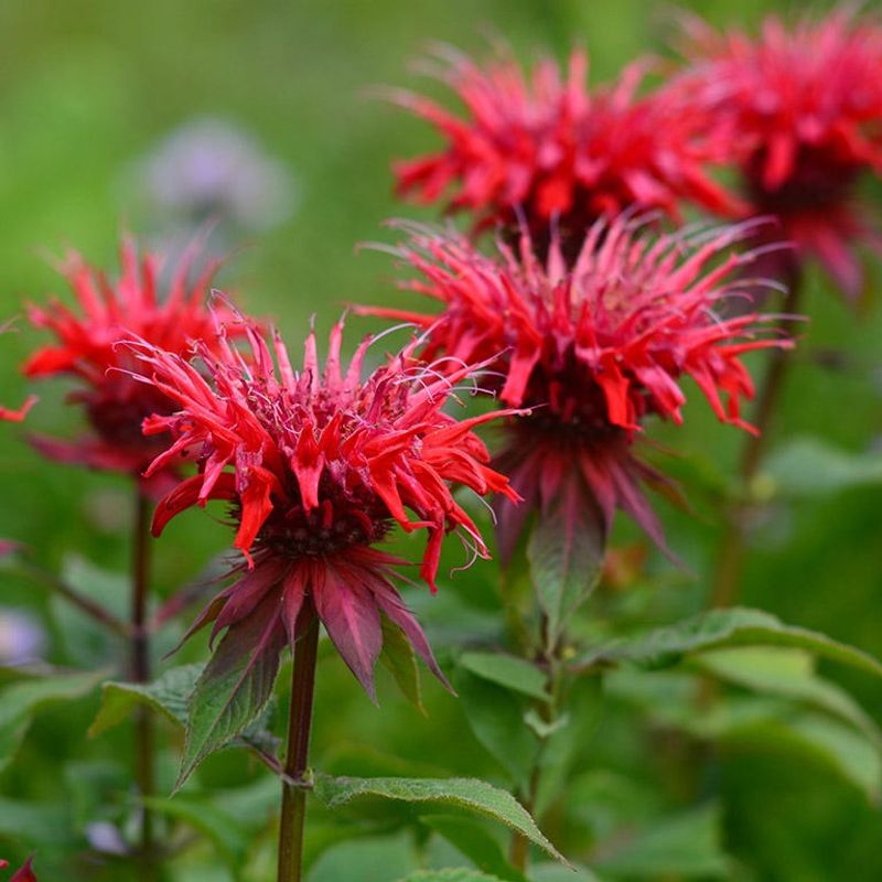 Bee Balm - Sweet for Bees, Sour for Skeeters