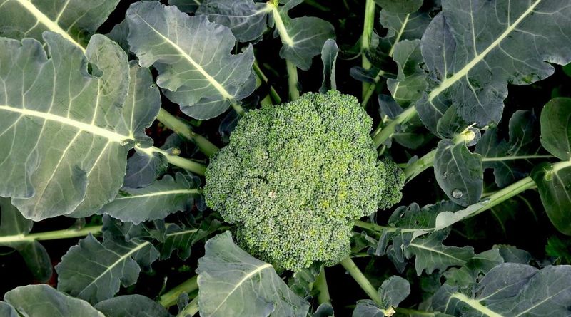Broccoli - Cool Weather Champion