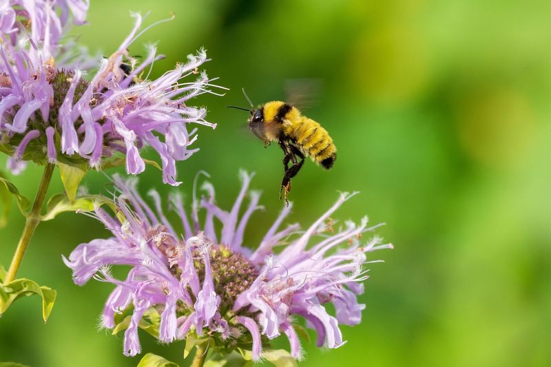 Beebalm: Fragrant Pollinator Magnets