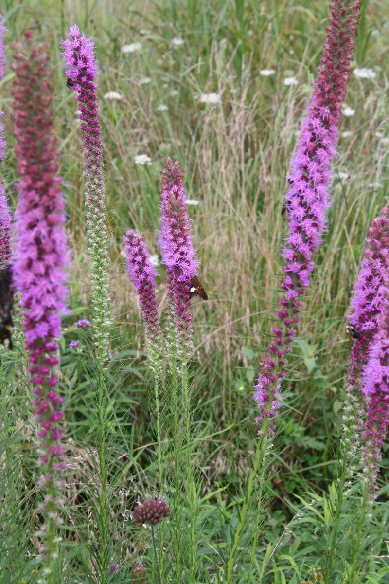 Prairie Blazing Star (Liatris pycnostachya)
