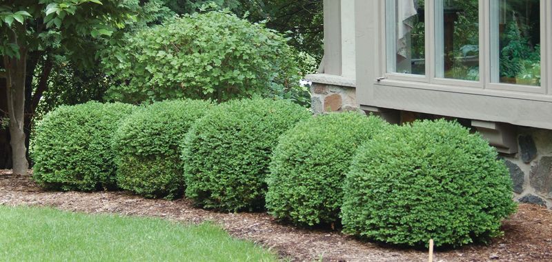 Boxwood 'Green Velvet'