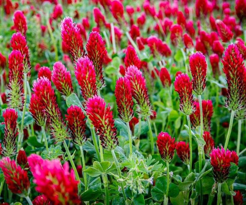 Nutrient-Depleted Soil From Overuse