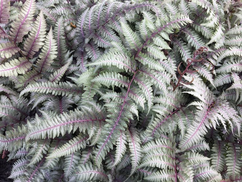 Japanese Painted Fern: Metallic Magic
