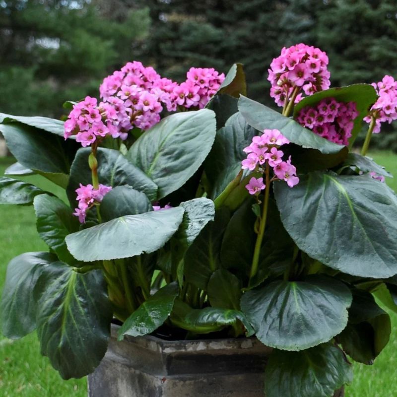 Bergenia