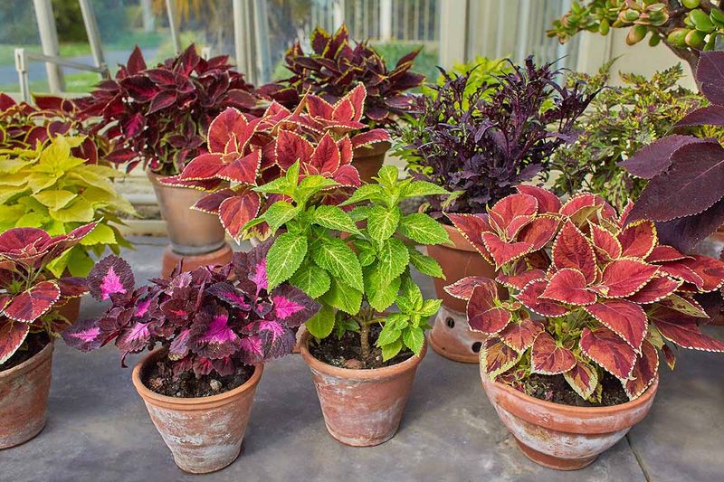 Vibrant Coleus - Foliage Fantastic