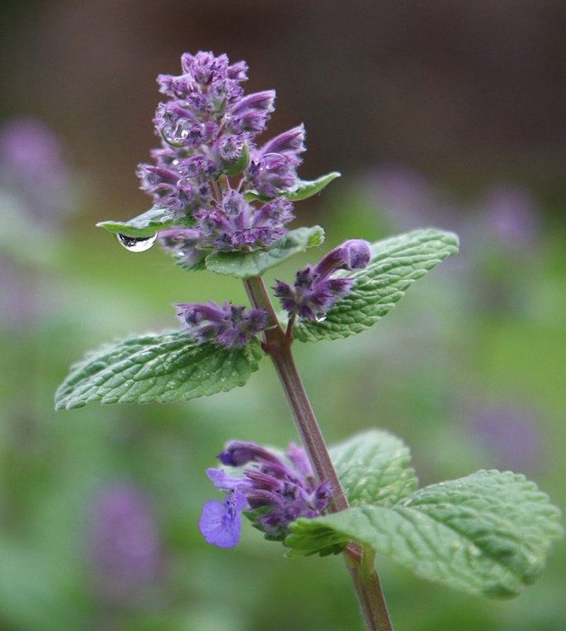 Catnip - More Than Just Cat Entertainment