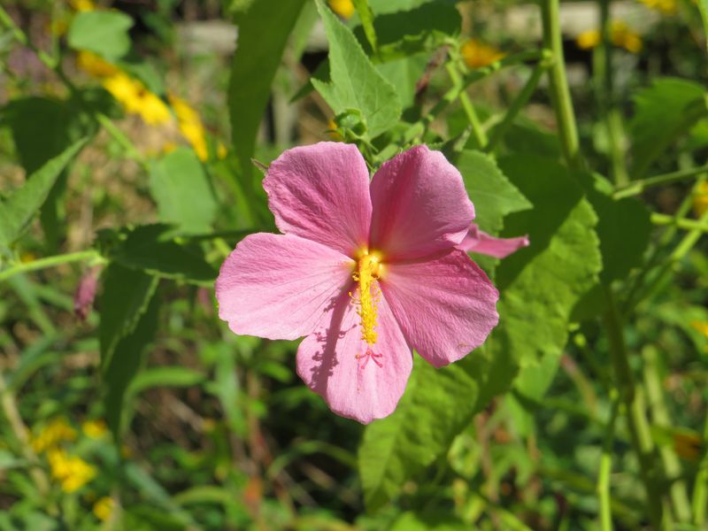 Seashore Mallow (Kosteletzkya pentacarpos)