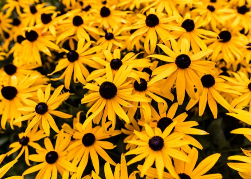 Black-Eyed Susan - Maryland's Golden Star