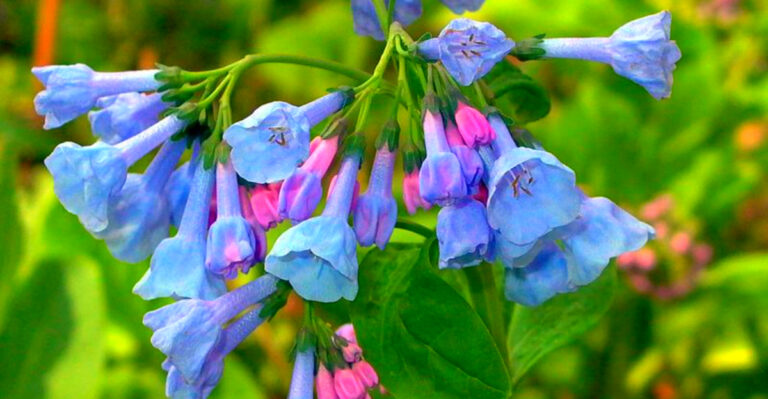 Maryland Gardeners Swear By These Native Plants for Easy, Colorful Yards