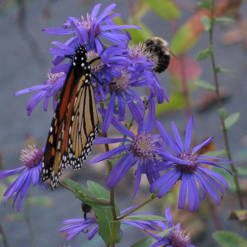 Georgia Aster