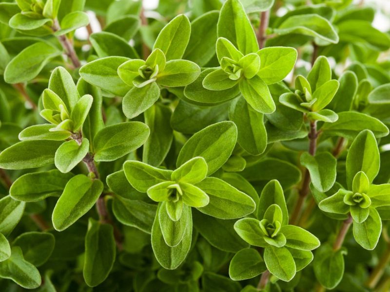 Marjoram - The Sweet Surprise