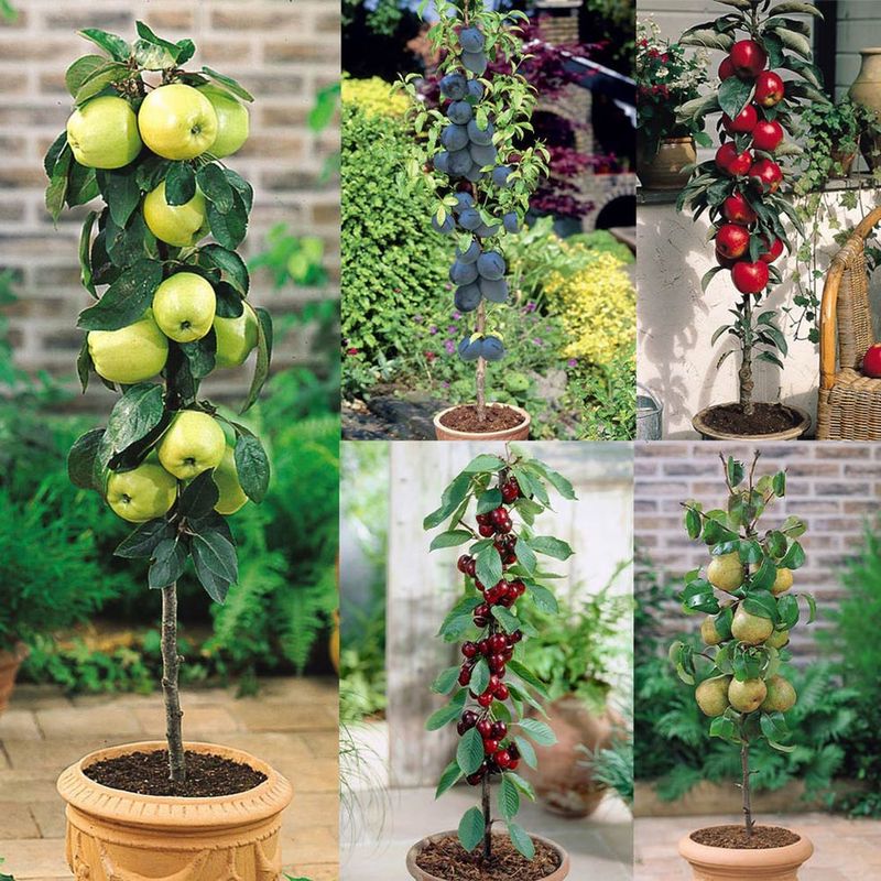 Compact Tree Choices