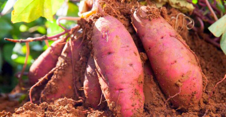 Mississippi Sweet Potatoes: How to Grow a Bountiful Harvest